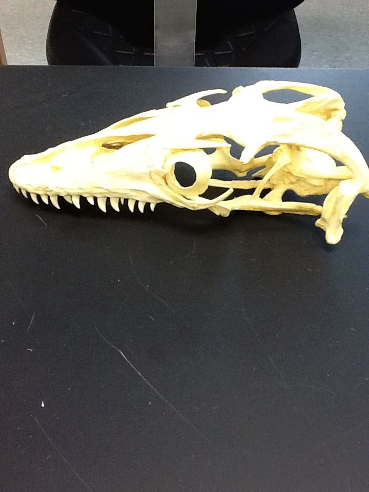 Biology of the Reptilia: Lab 5 - Lepidosauria (Thompson & Serna)